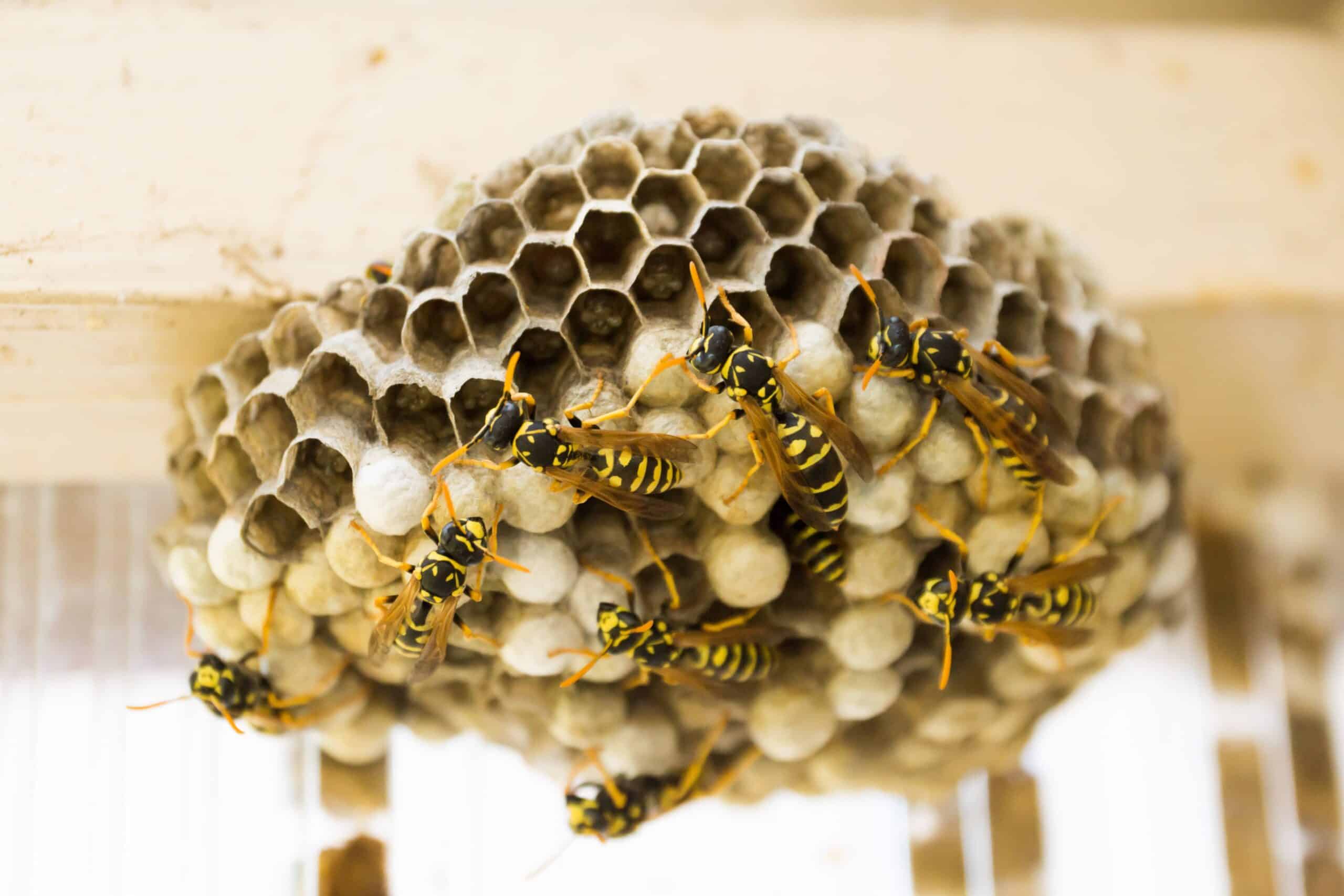 destruction de nid de guêpes