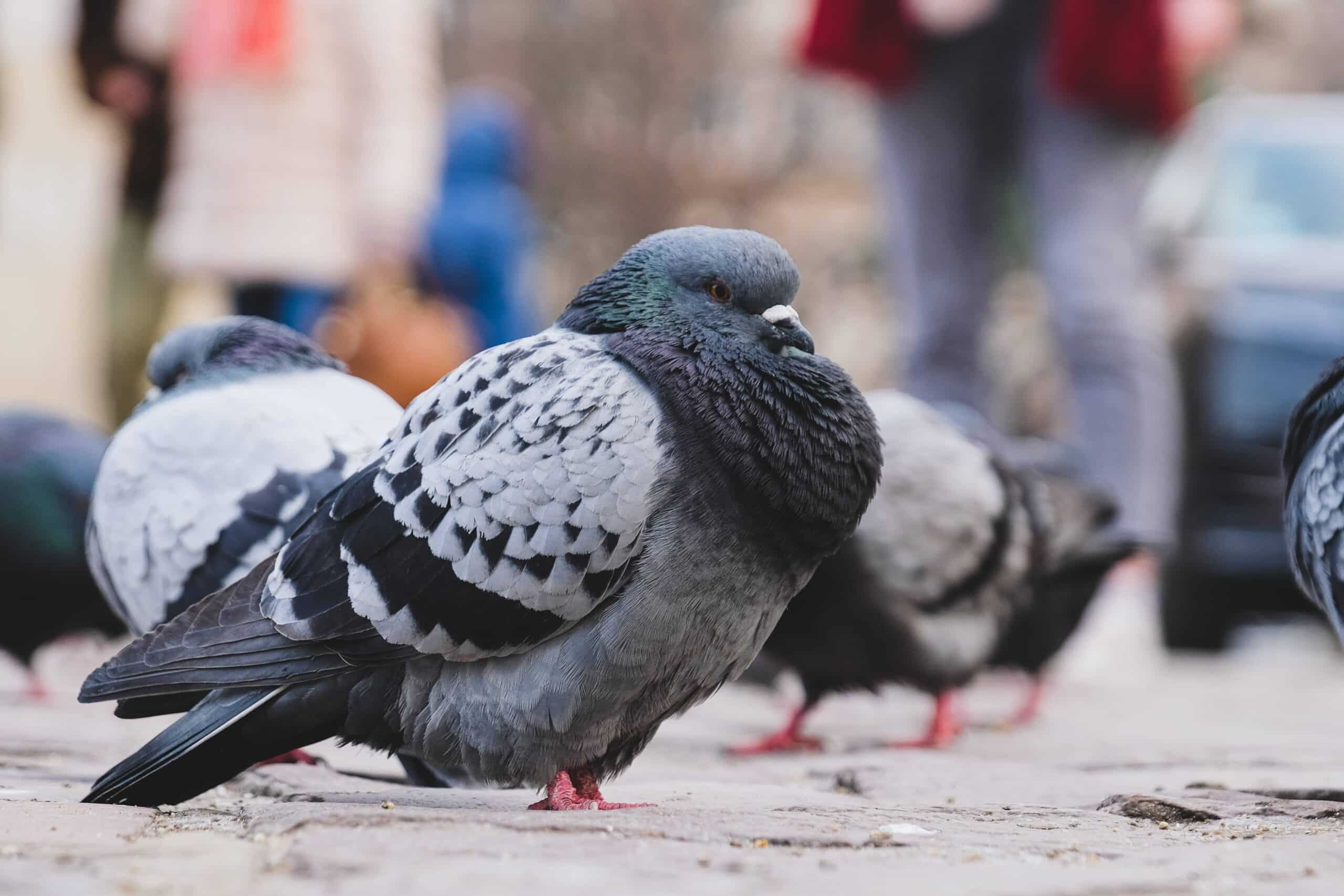 lutte anti pigeons nuisi control